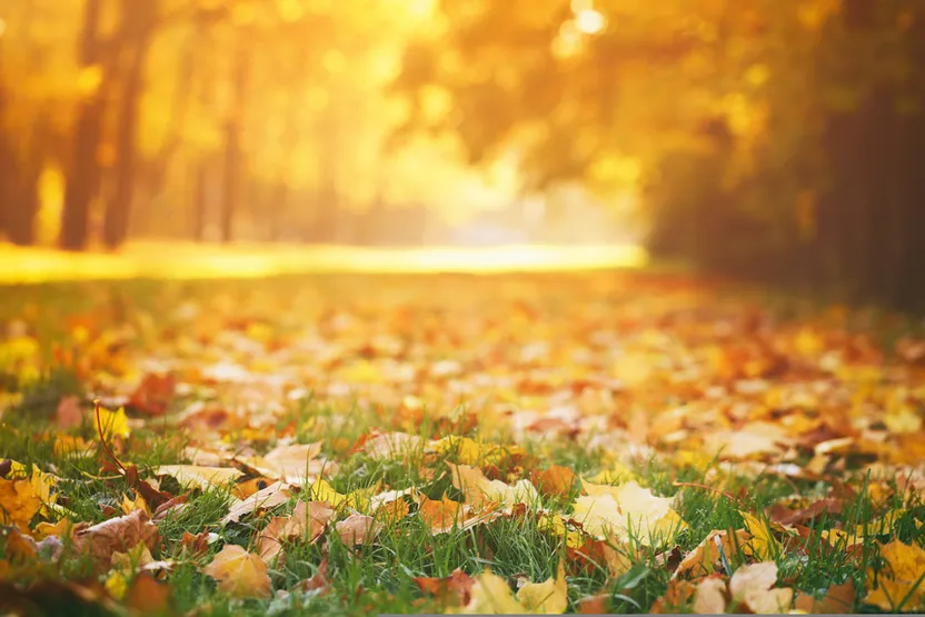 Noviembre en casa y en el jardín