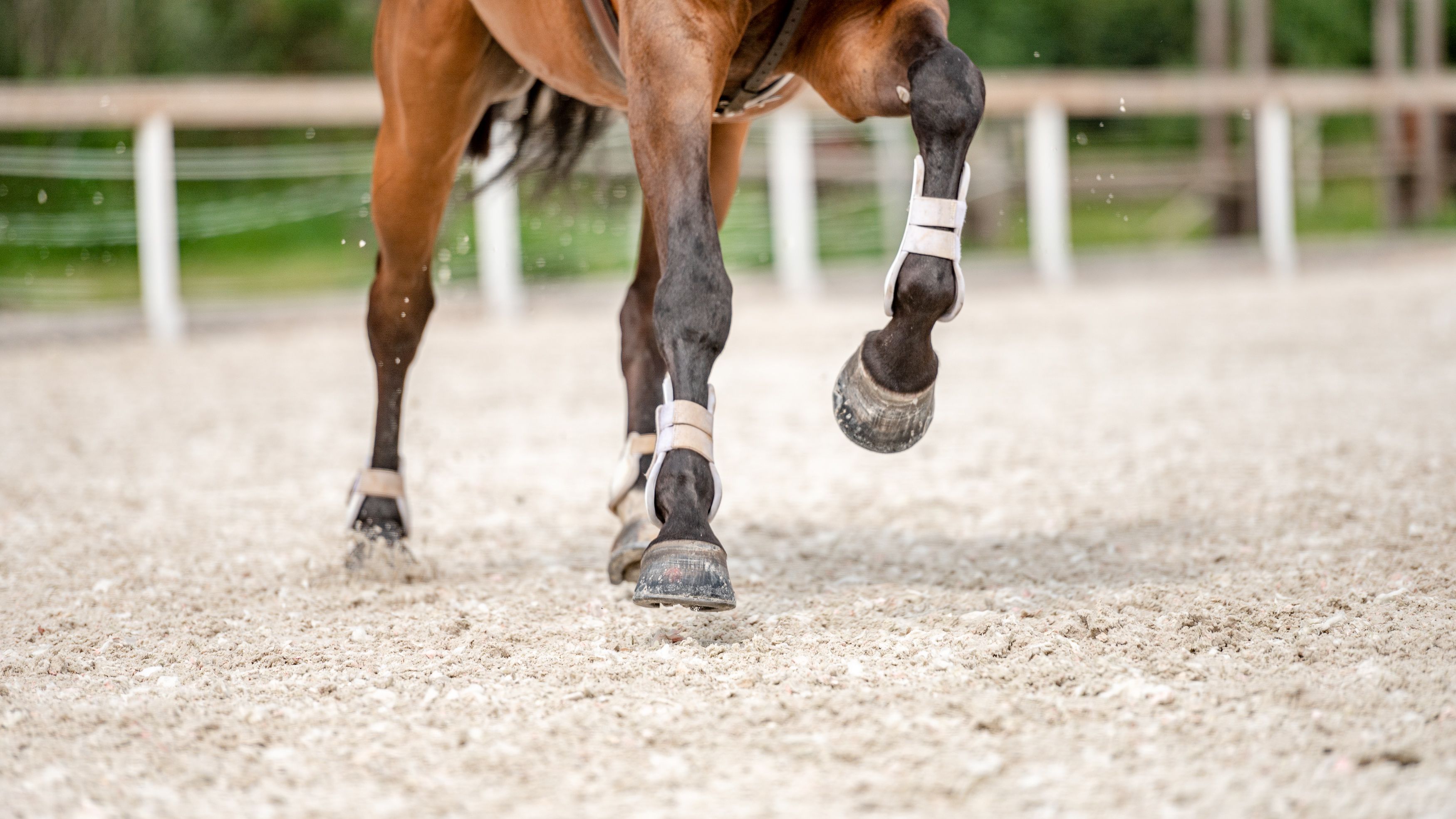 Bandes de travail - PROTECTION CHEVAL 