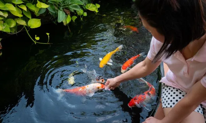 Come creare un laghetto da giardino