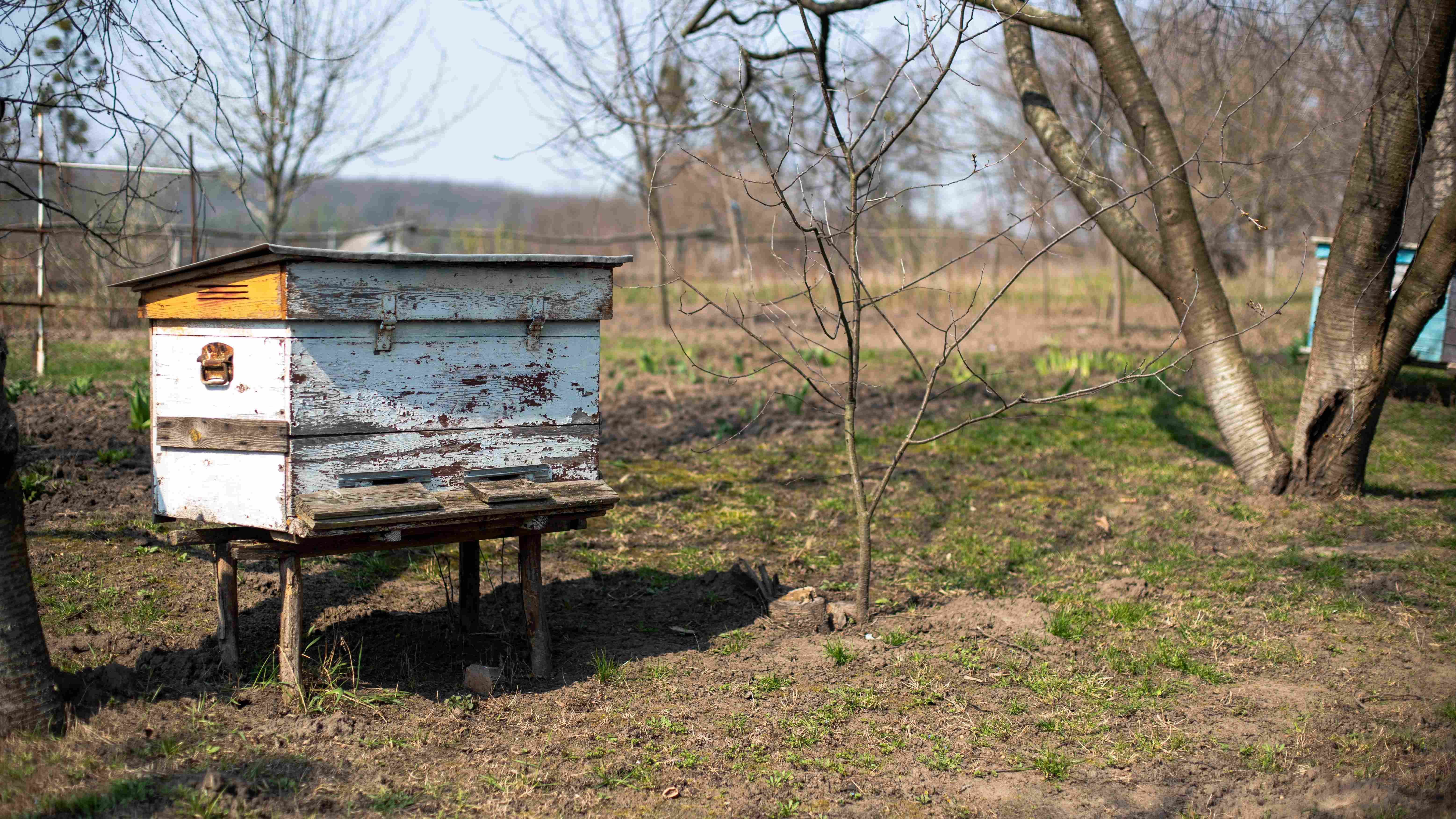 Comment débuter en apiculture