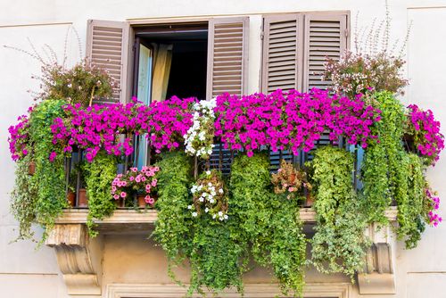 5 plantas colgantes de exterior para decorar terraza o