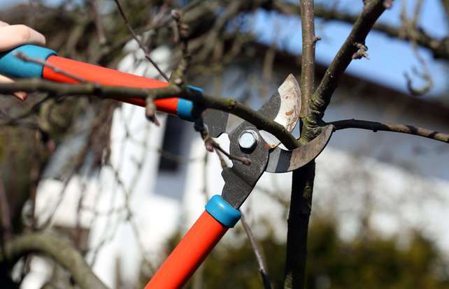 Comment choisir son coupe-branches 