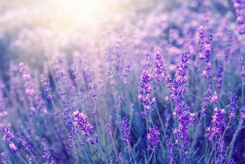 Lavanda: alla scoperta di questa pianta mediterranea