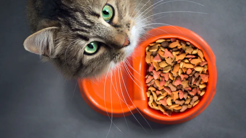 Cat supplement buying guide