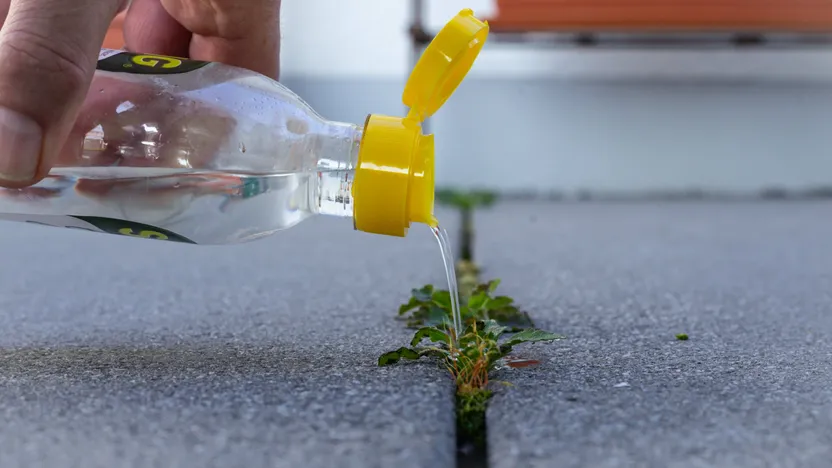 Les 7 désherbants naturels les plus efficaces