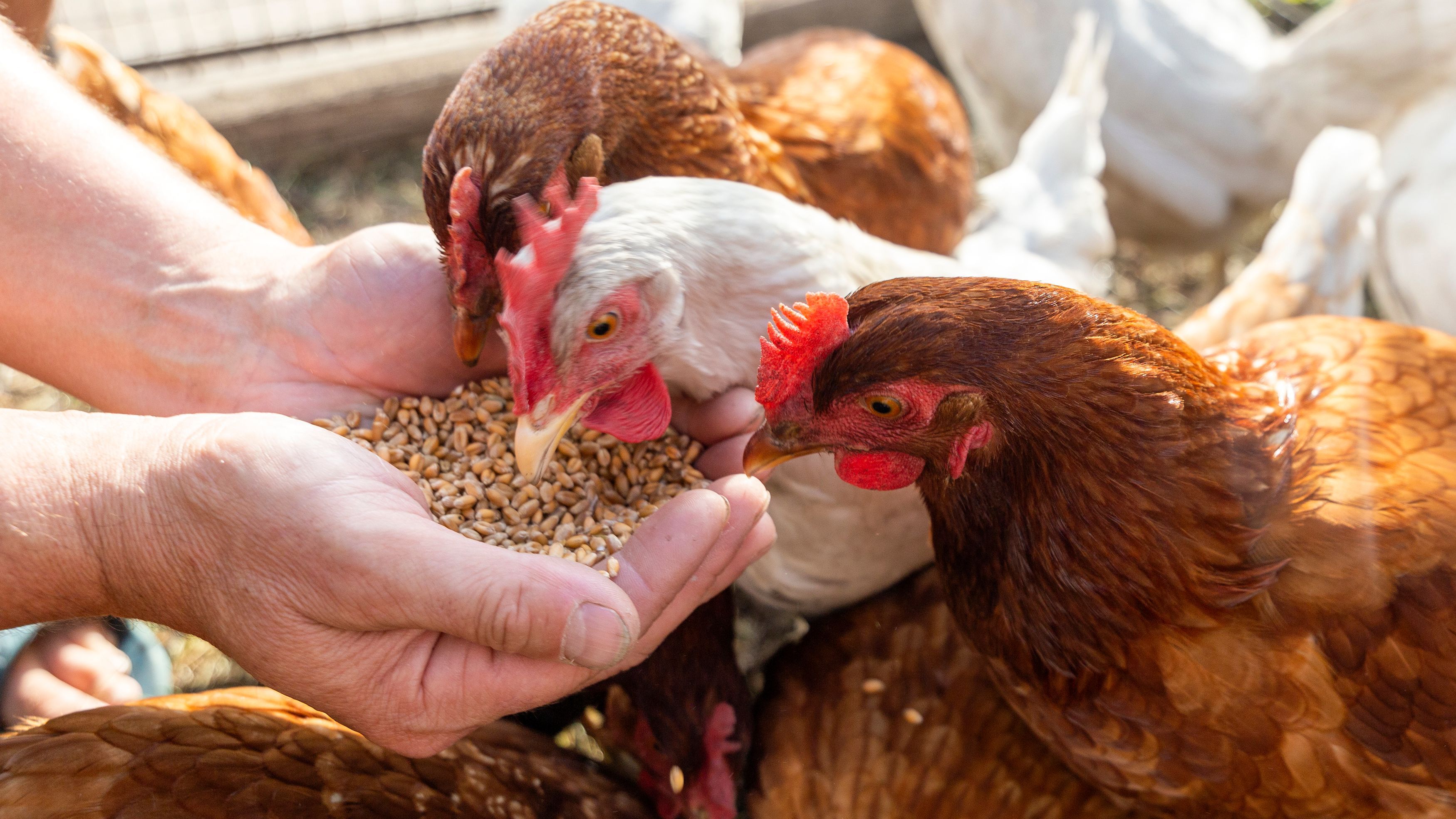 Les aliments pour poules pondeuses