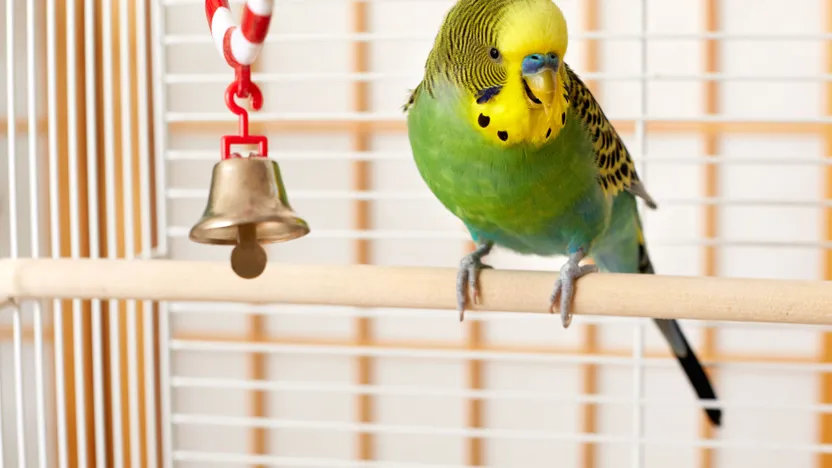 So finden Sie das richtige Vogelspielzeug