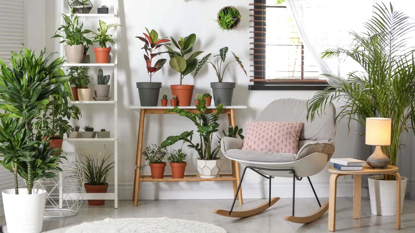 Top 10 : les meilleures plantes d'intérieur