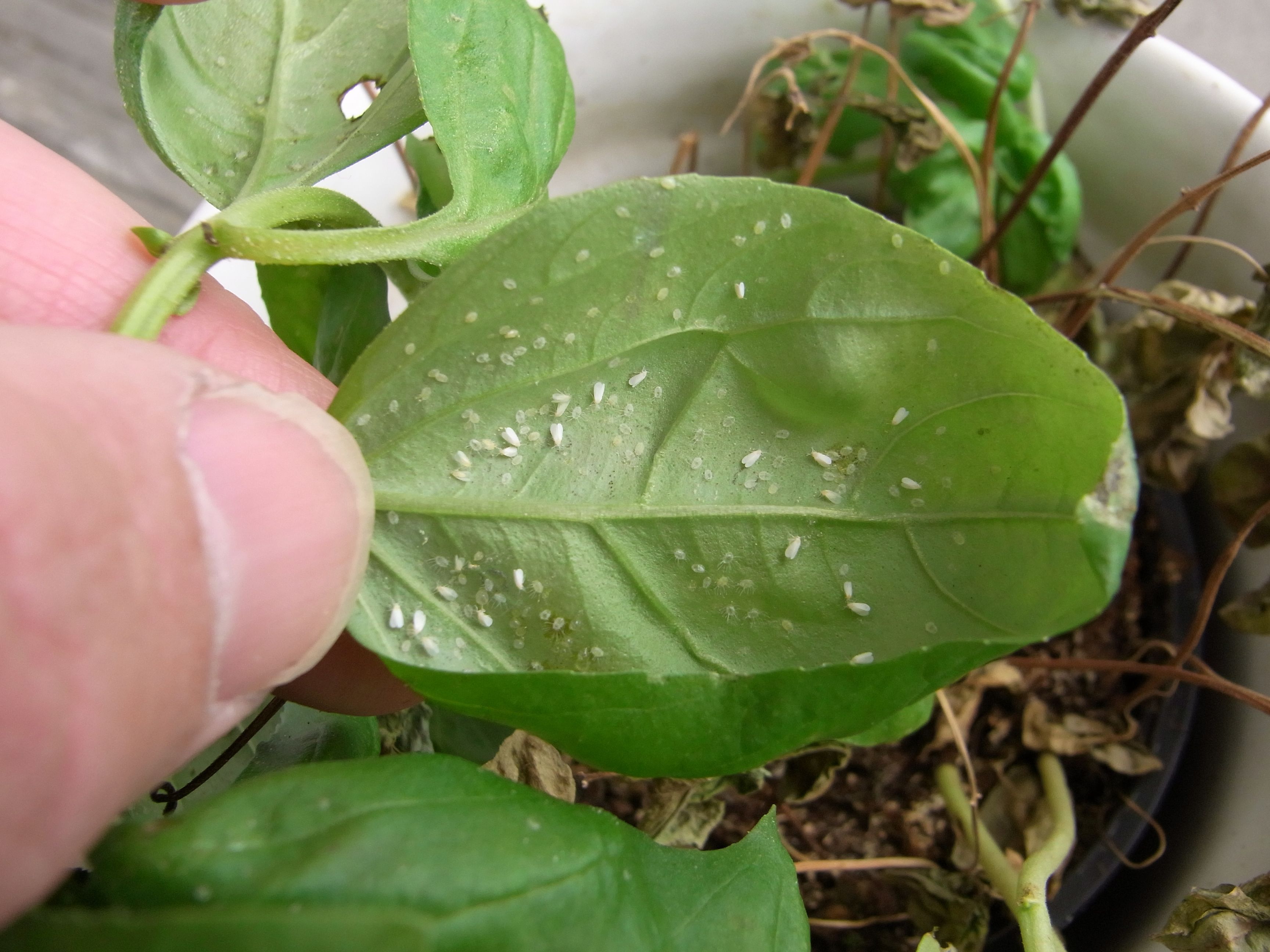 Cochenilles sur les plantes d'intérieur : la solution miracle pour