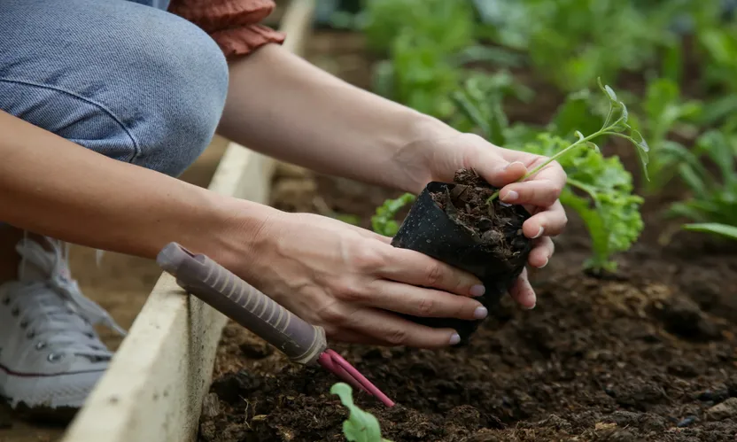 ¿Cómo elegir tierra para cultivar un huerto?