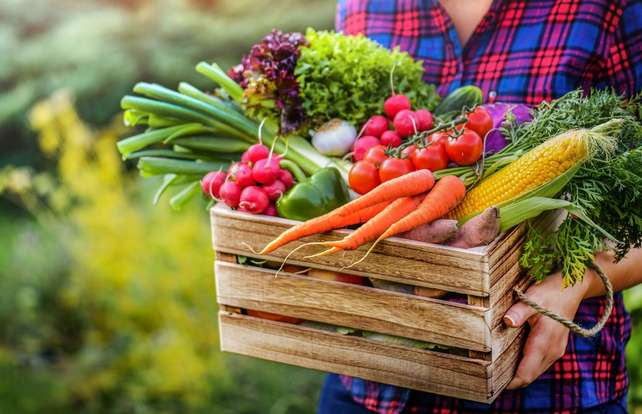 Calendrier des semis et plantations des principaux légumes