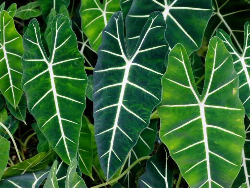 Cuidados de la Alocasia Polly o Alocasia amazónica