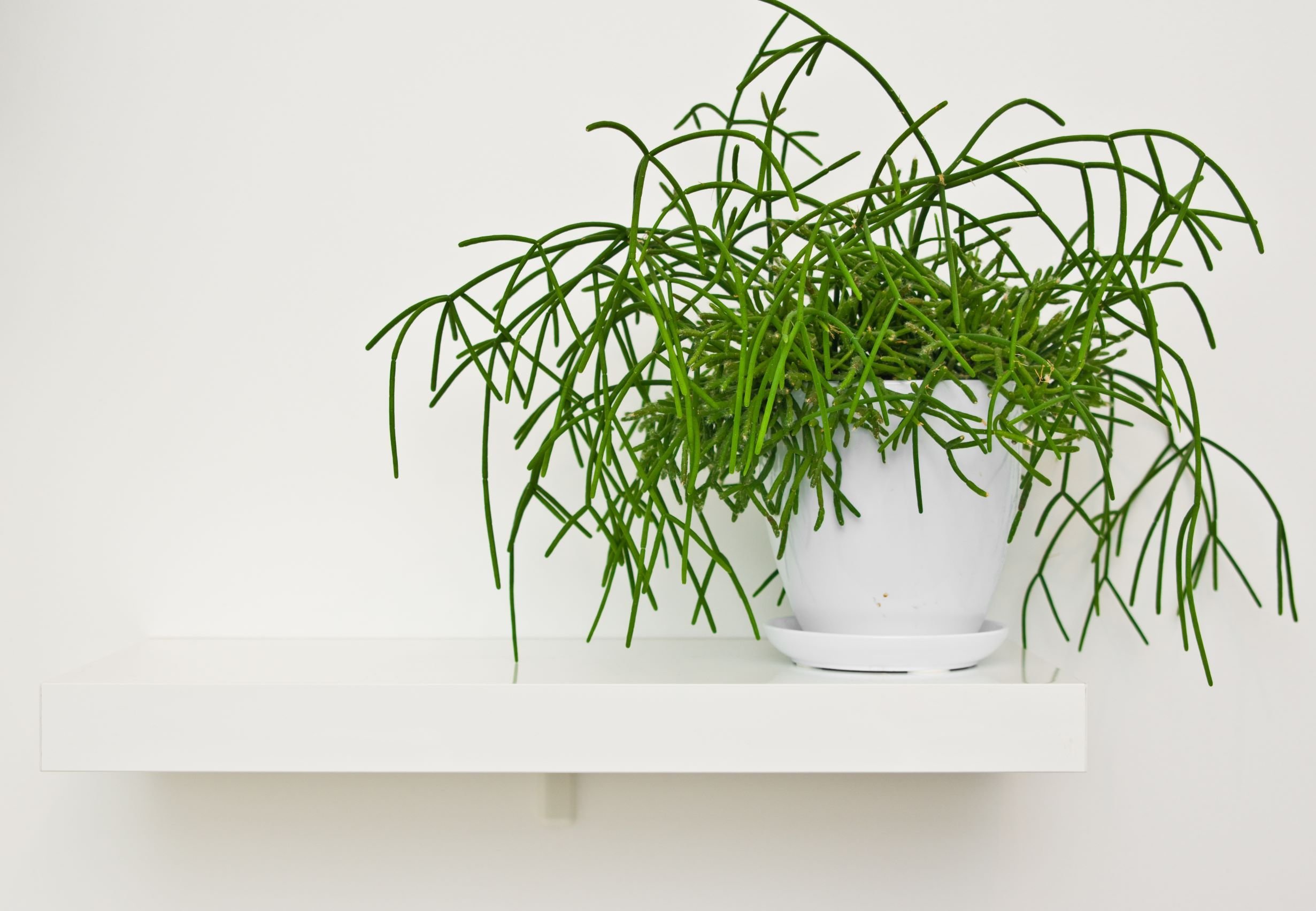 5 piante pendenti da interno per la tua casa