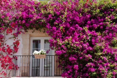 Plantas para ganar privacidad en tu balcón, terraza o jardín