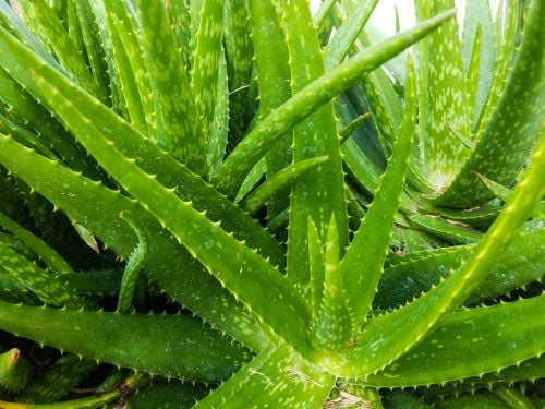 Aloe vera: Richtig pflegen und Heilkräfte nutzen