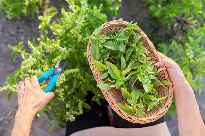 10 plantas que te ayudarán a controlar plagas