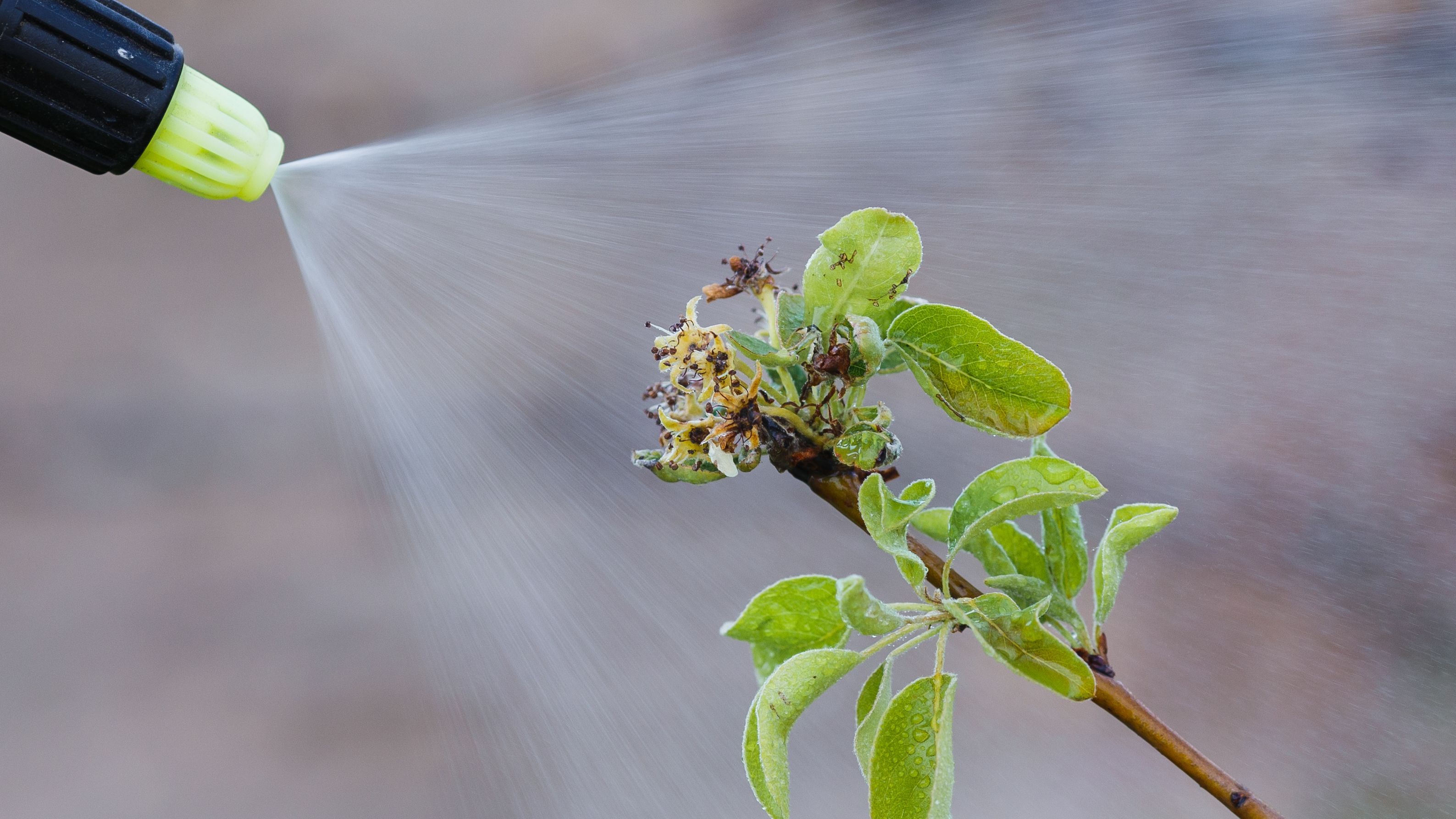 Insecticide et traitement pour plantes : les produits phytosanitaires