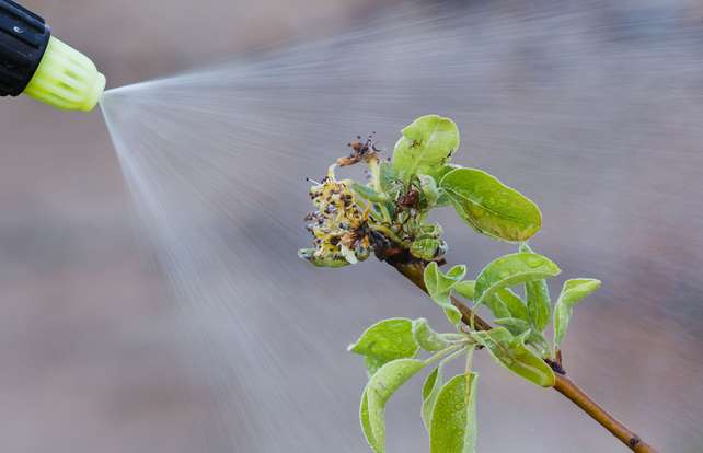 Insecticide et traitement pour plantes : les produits phytosanitaires