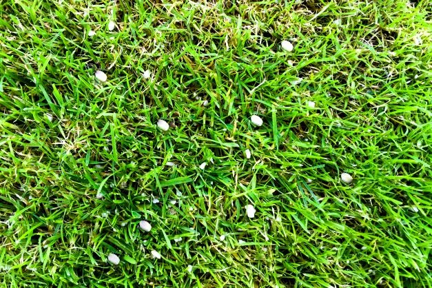 Come calcinare l'erba del giardino