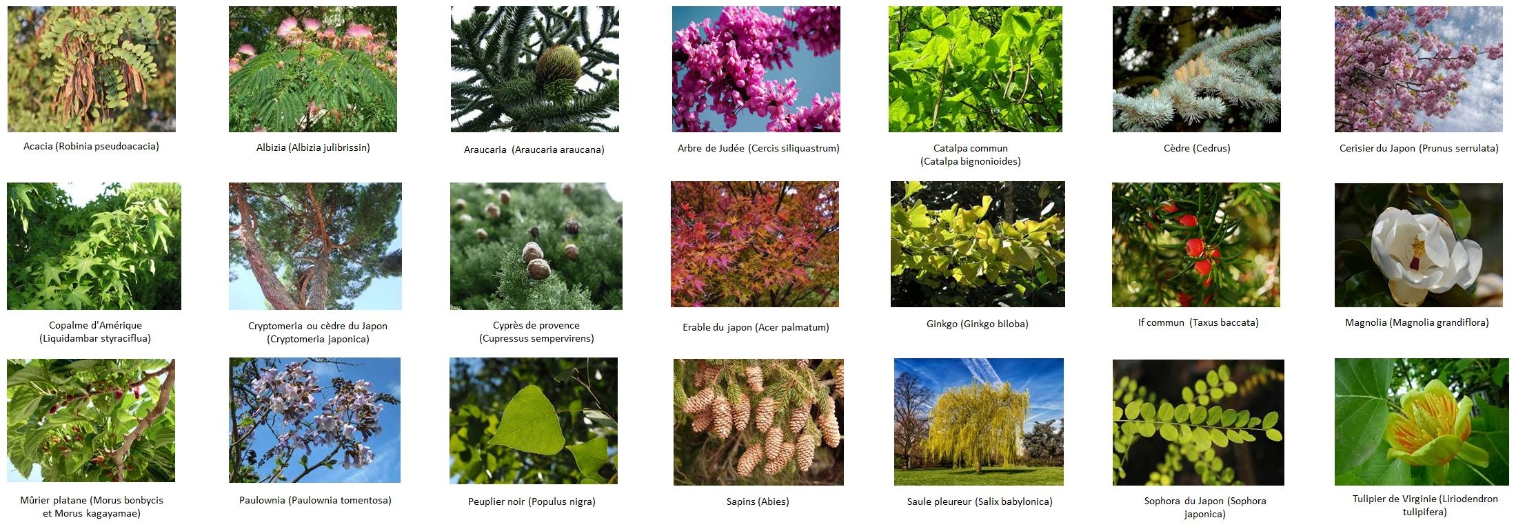Plantes et fleurs du jardin d'ornement : description, variétés et soins -  Page 4