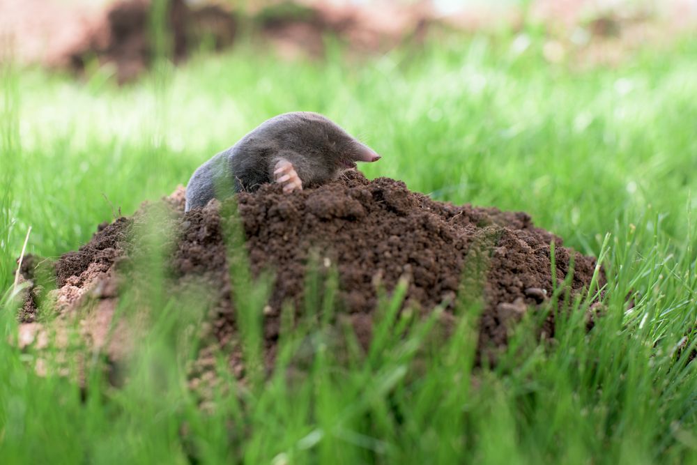 How To Kill Moles. Effective, Lethal Results. Use A Scissor Trap To Get Rid  Of Moles In Your Yard. 