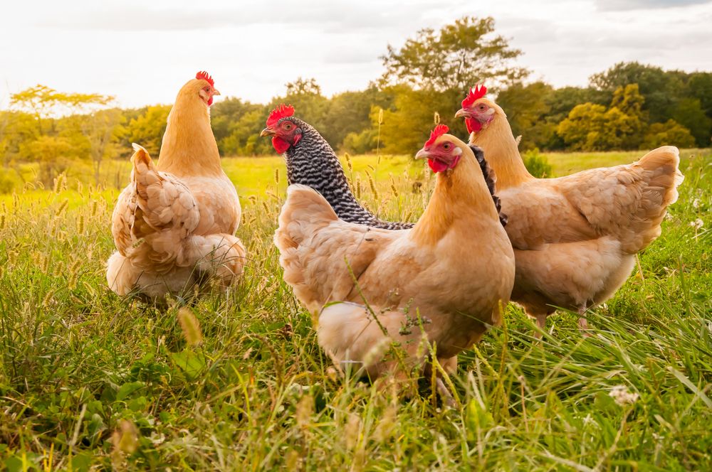 Comment élever des vers de farine pour nourrir ses poules ?