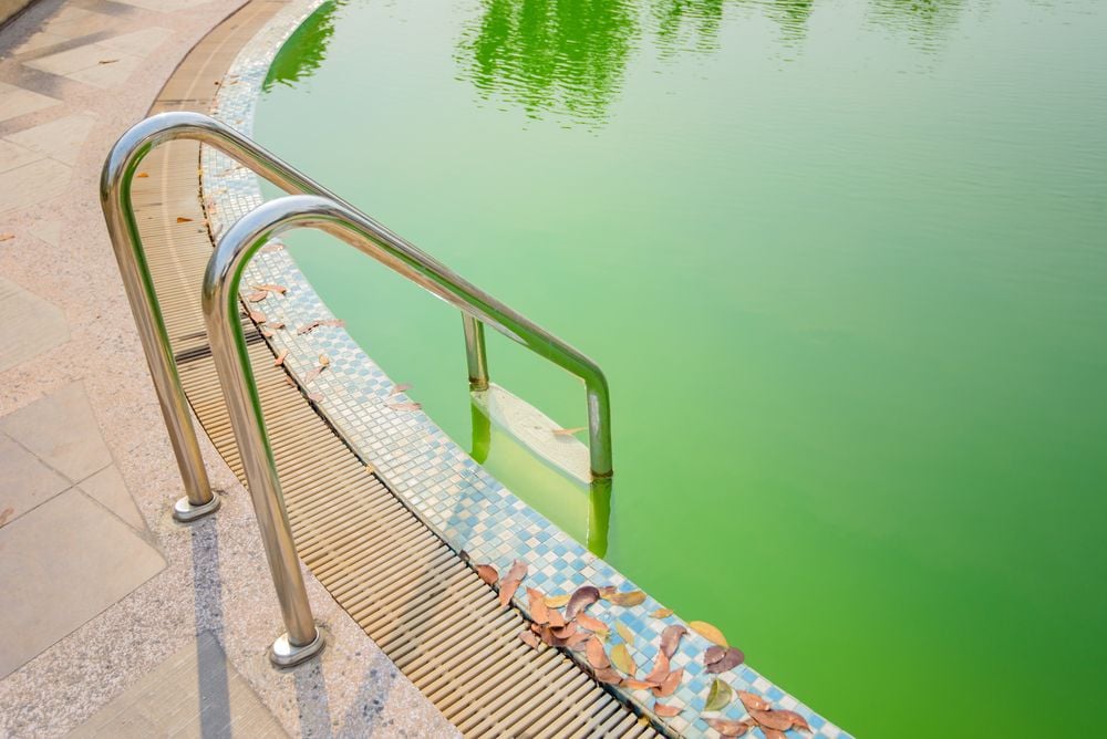 Anti-algues de piscine : tout savoir