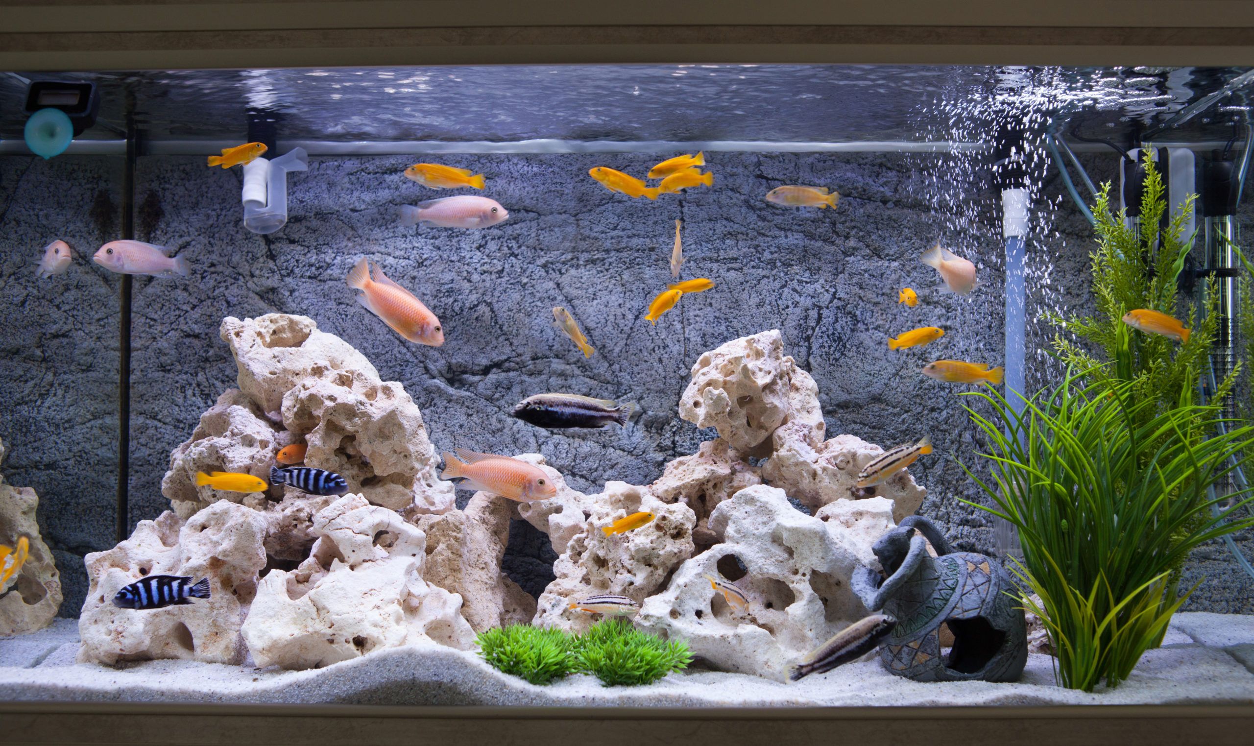Comment nettoyer un aquarium ? Nos conseils d'entretien
