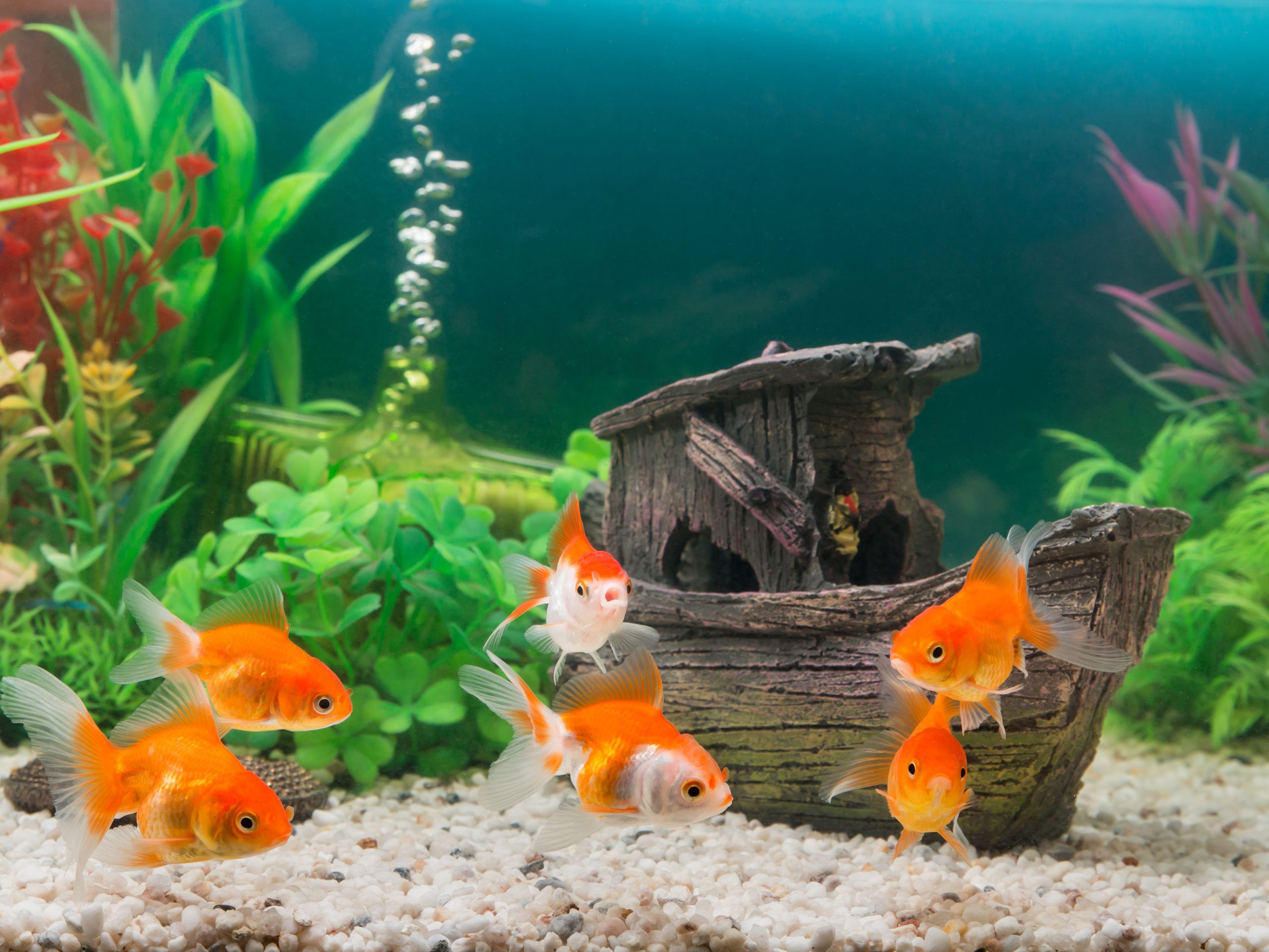 Nano-aquarium : définition, lequel, gestion et poissons