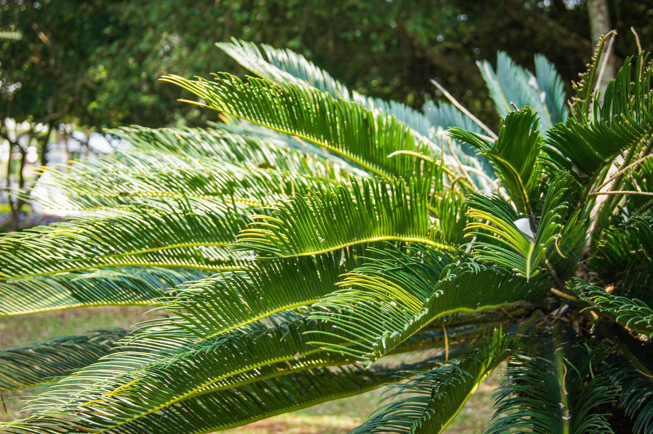 Cycas du Japon (x5 graines) - Ravissant Jardin