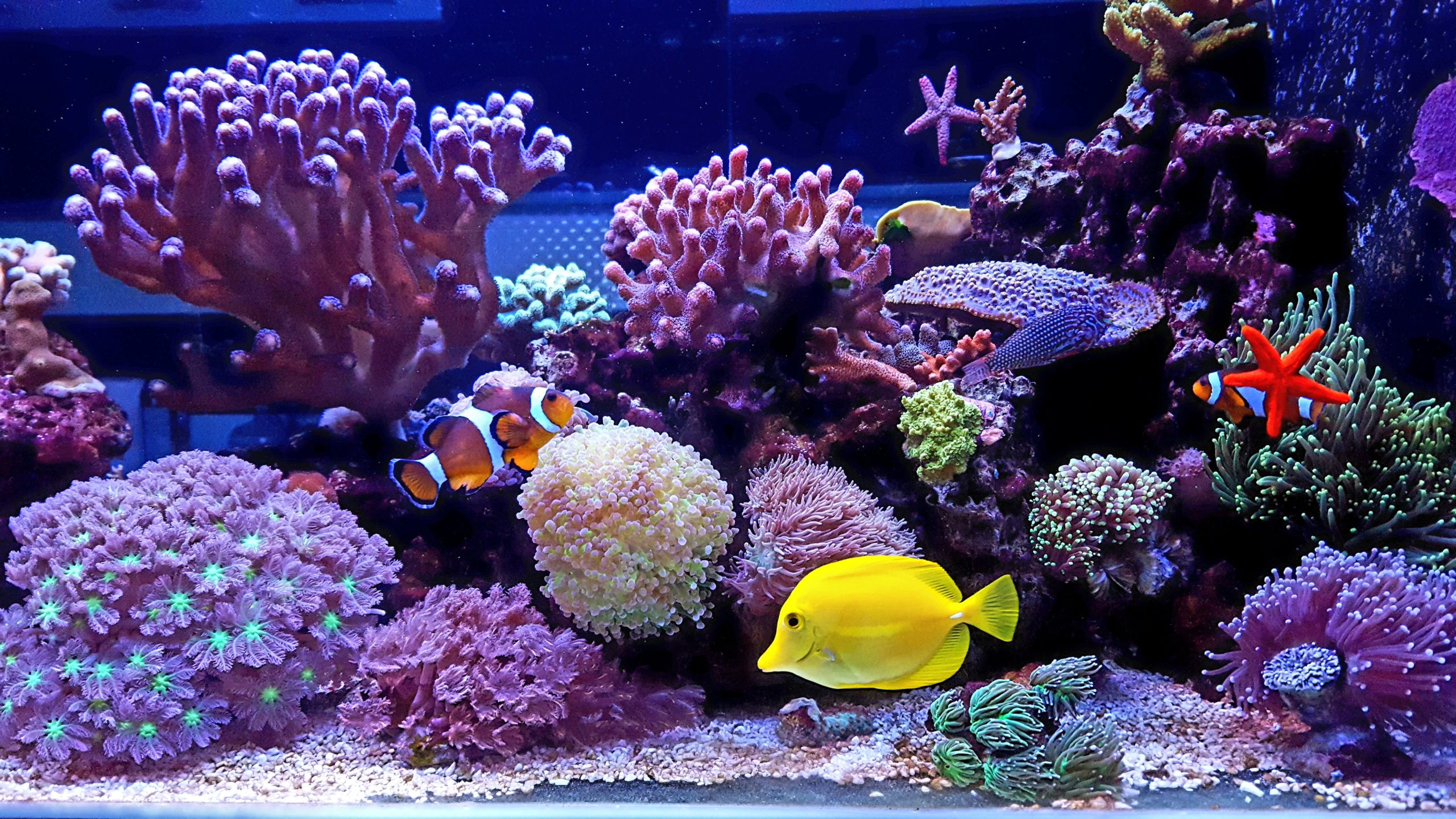 Filtre aquarium : choisir les meilleures masses filtrantes - Guide
