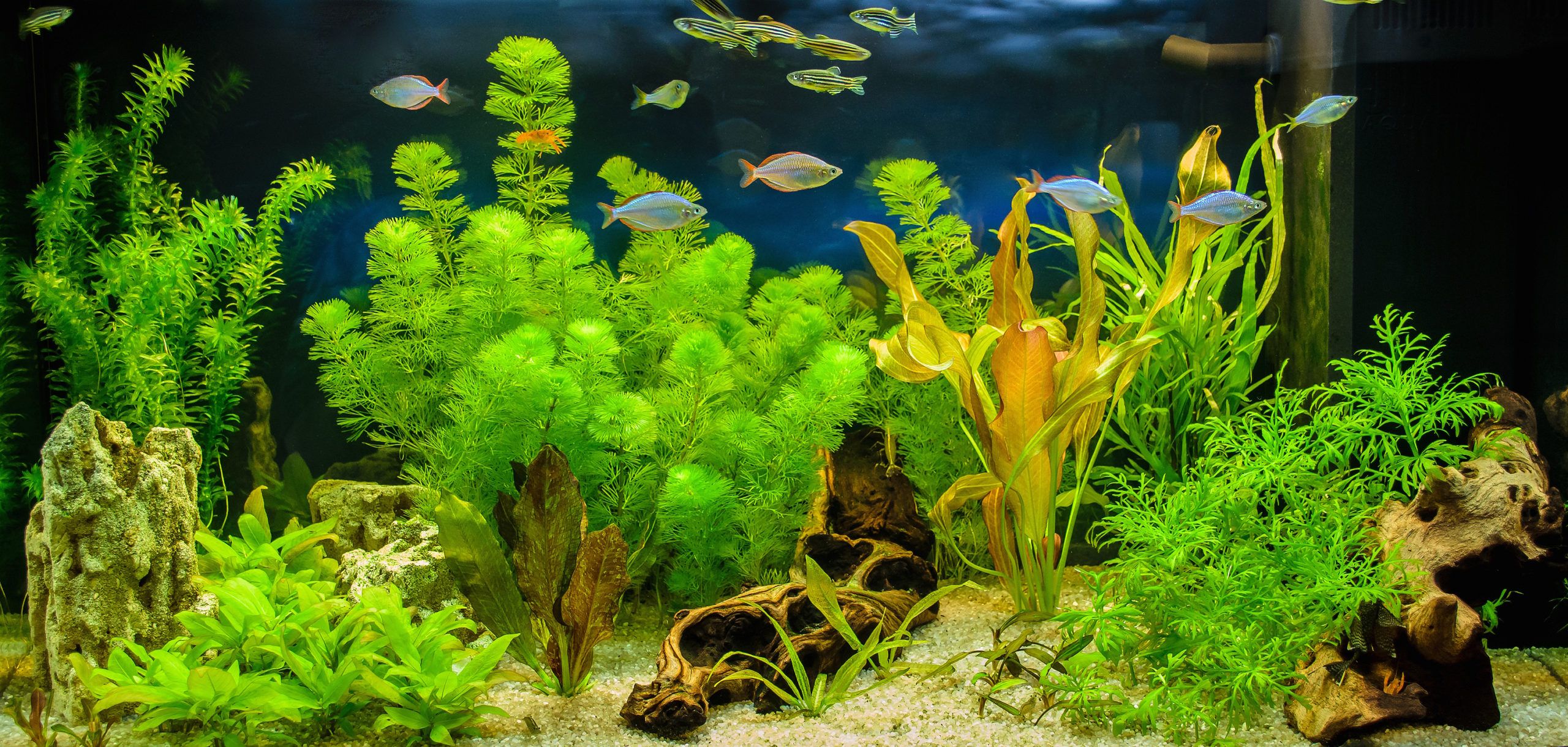Éclairage d'aquarium : définition et explications