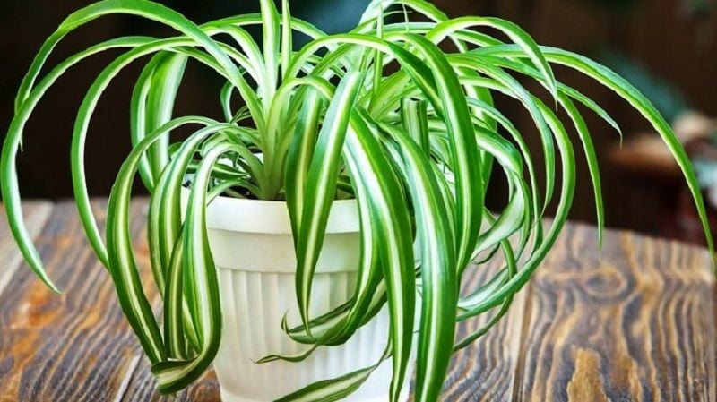 Top 10 des plantes d'intérieur pour le printemps – La Green Touch
