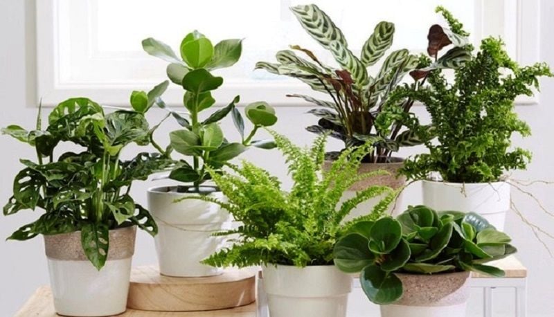 7 espèces de plantes d'intérieur extrêmement résistantes !