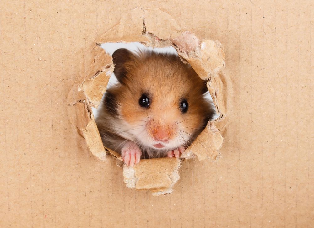 Hamster species: characteristics and advice