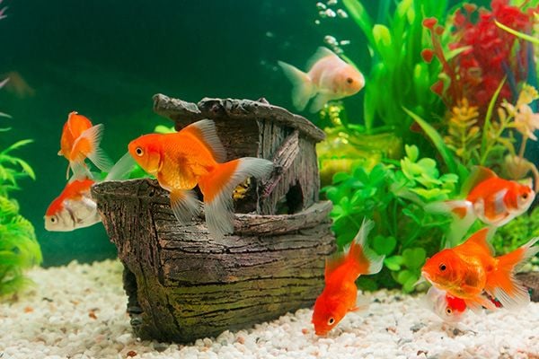 Comment s'occuper d'un poisson rouge en aquarium ?