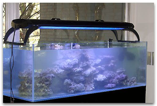 Entretien d'aquarium d'eau douce et d'eau de mer tout volume en