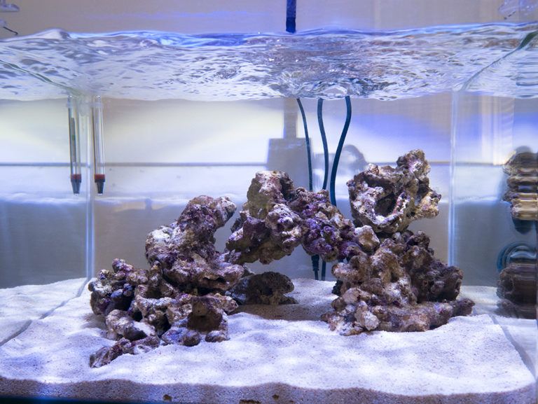 Aquarium d'eau de mer vs aquarium d'eau douce : que choisir ? - Uchl