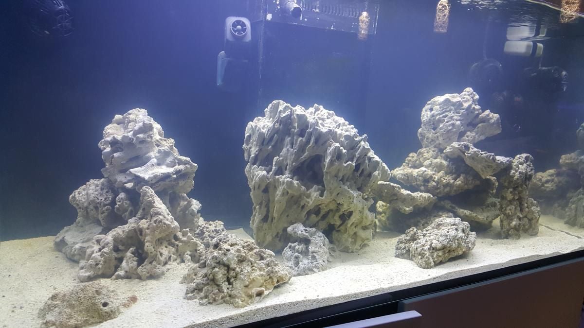 Un aquarium d'eau de mer chez un particulier