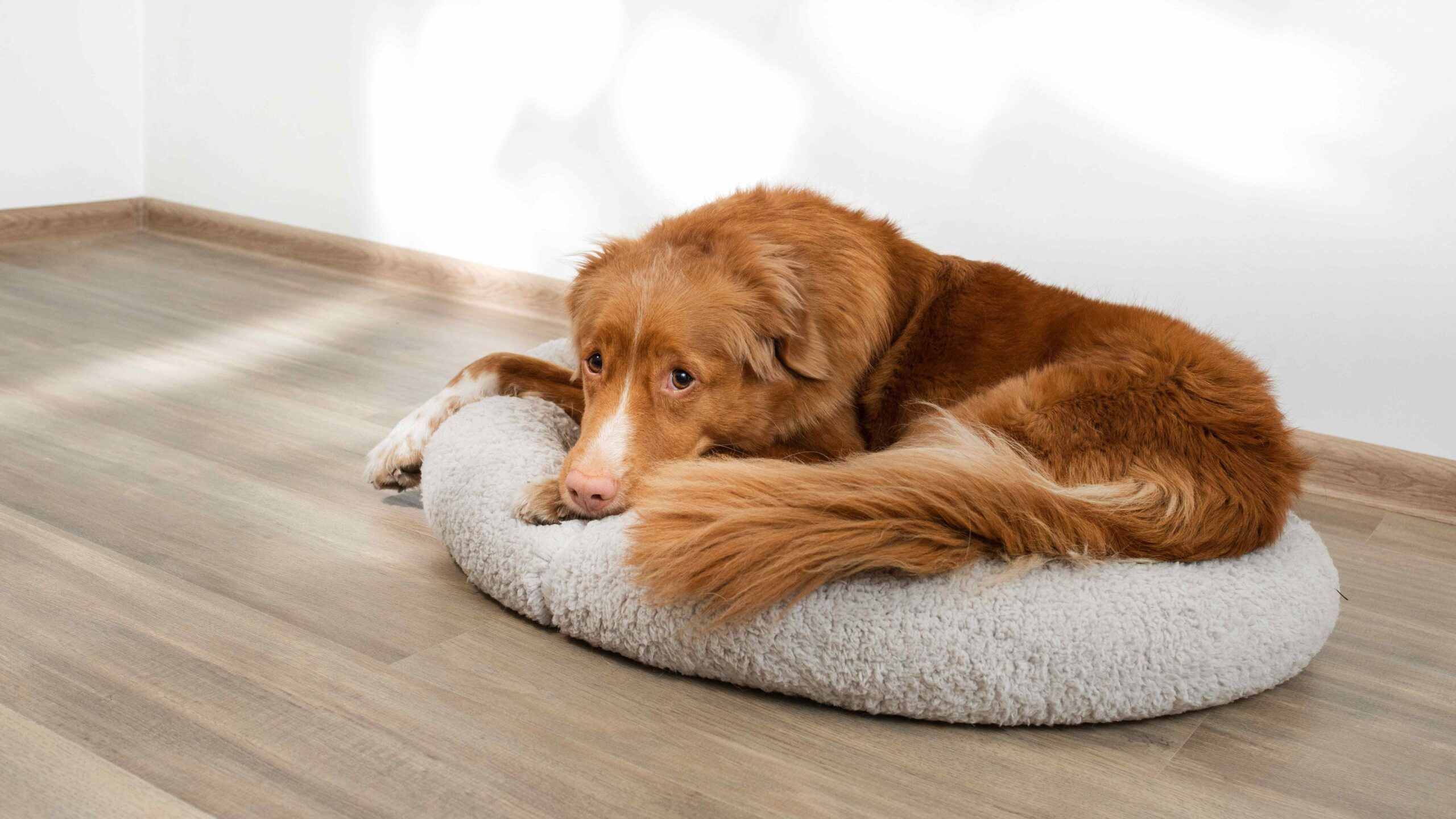 Come scegliere una cesta o un tappeto per cani?