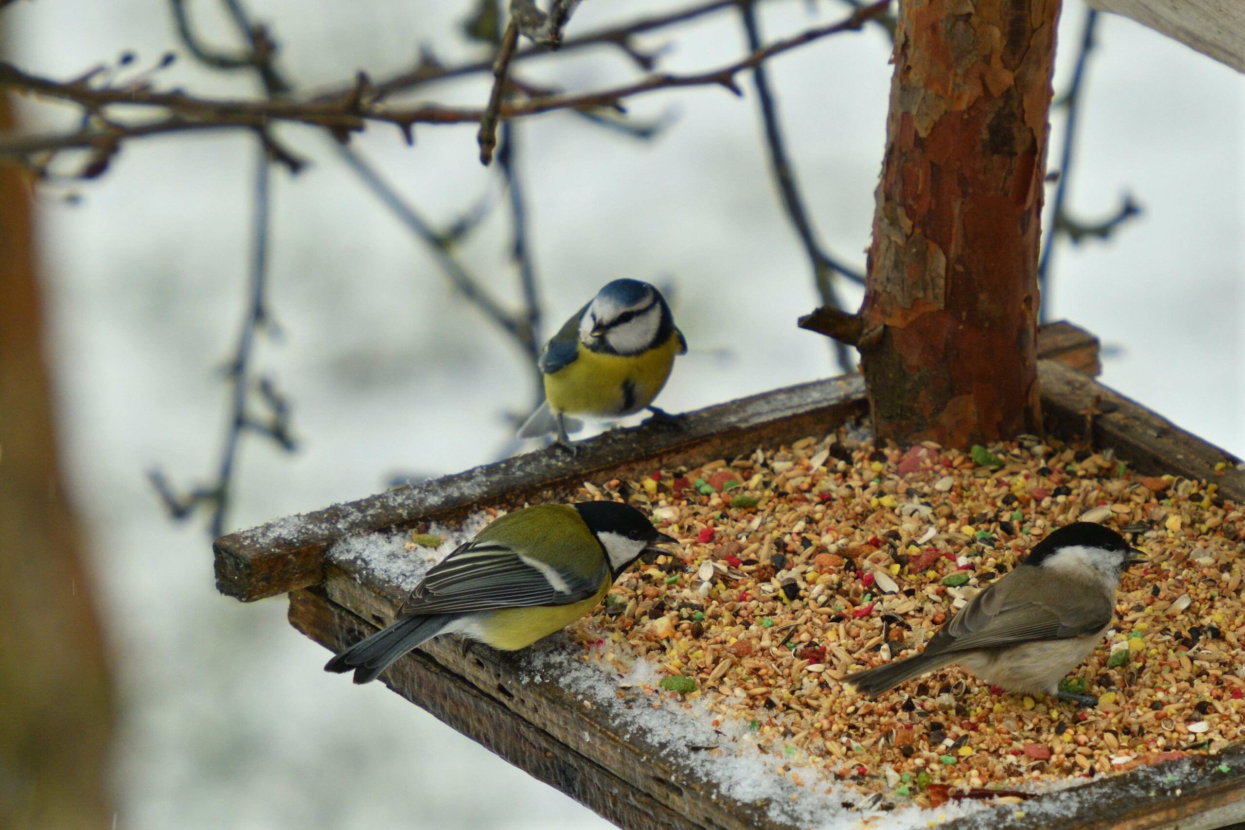 Rendre sa cour accueillante pour nourrir les oiseaux en hiver - Du