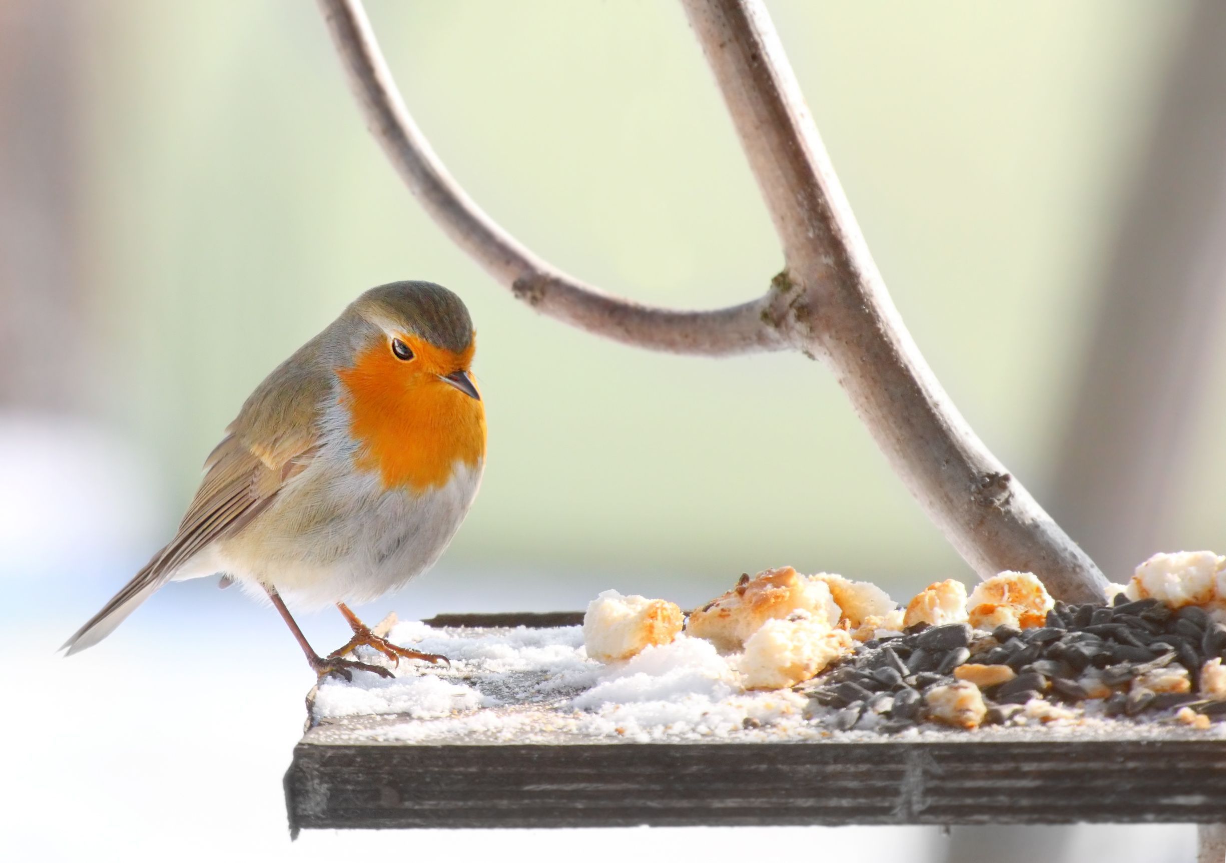 Comment nourrir les oiseaux sauvages en hiver ? 