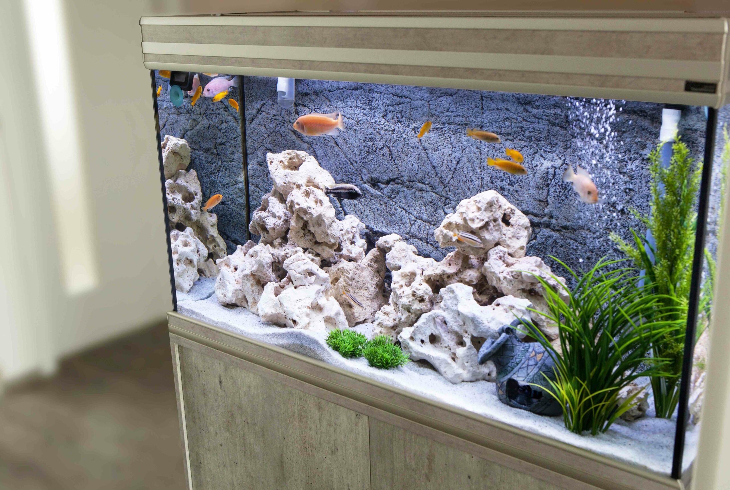 Comment gérer son aquarium et ses poissons pendant les vacances ?