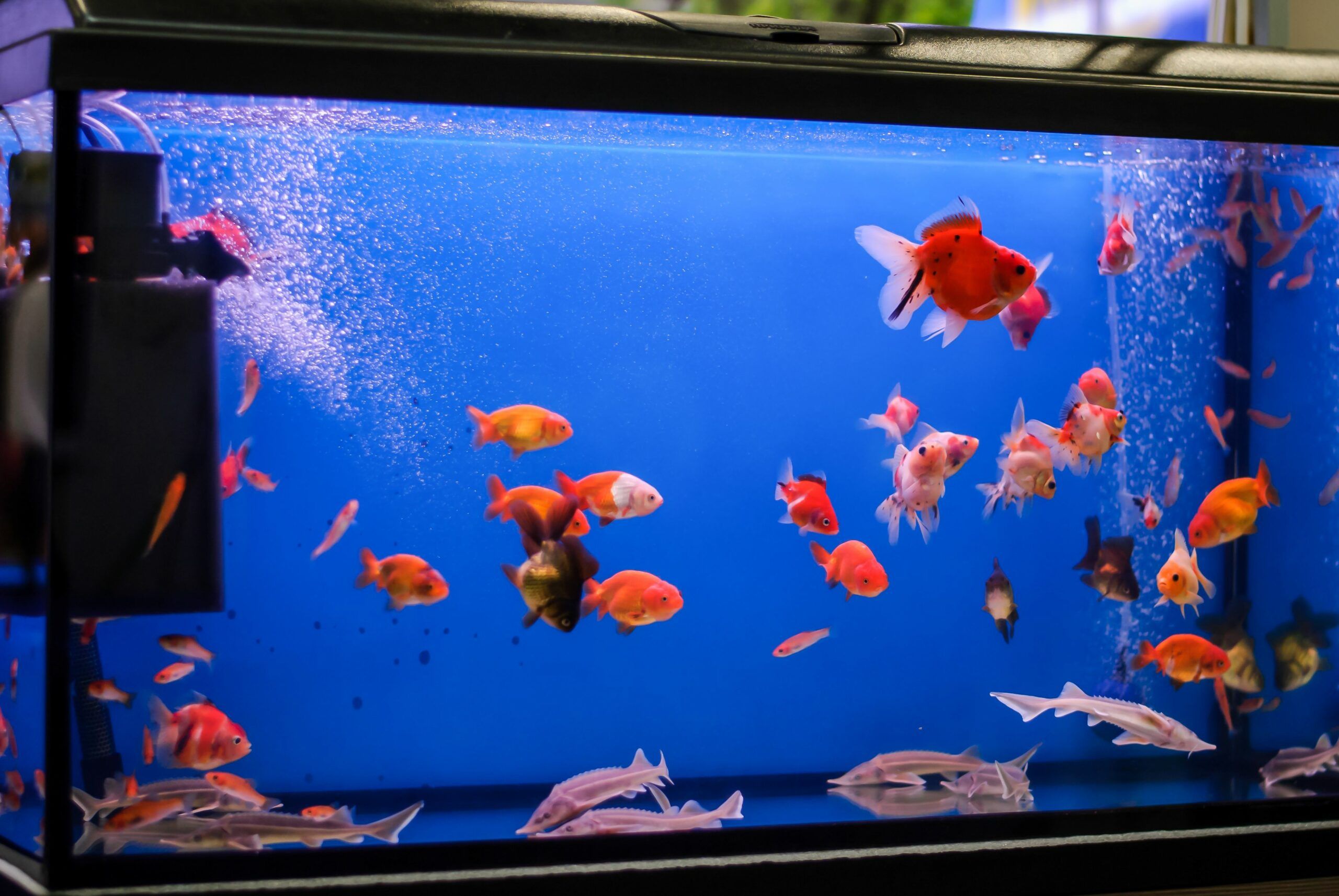 La bonne population de poissons pour un aquarium