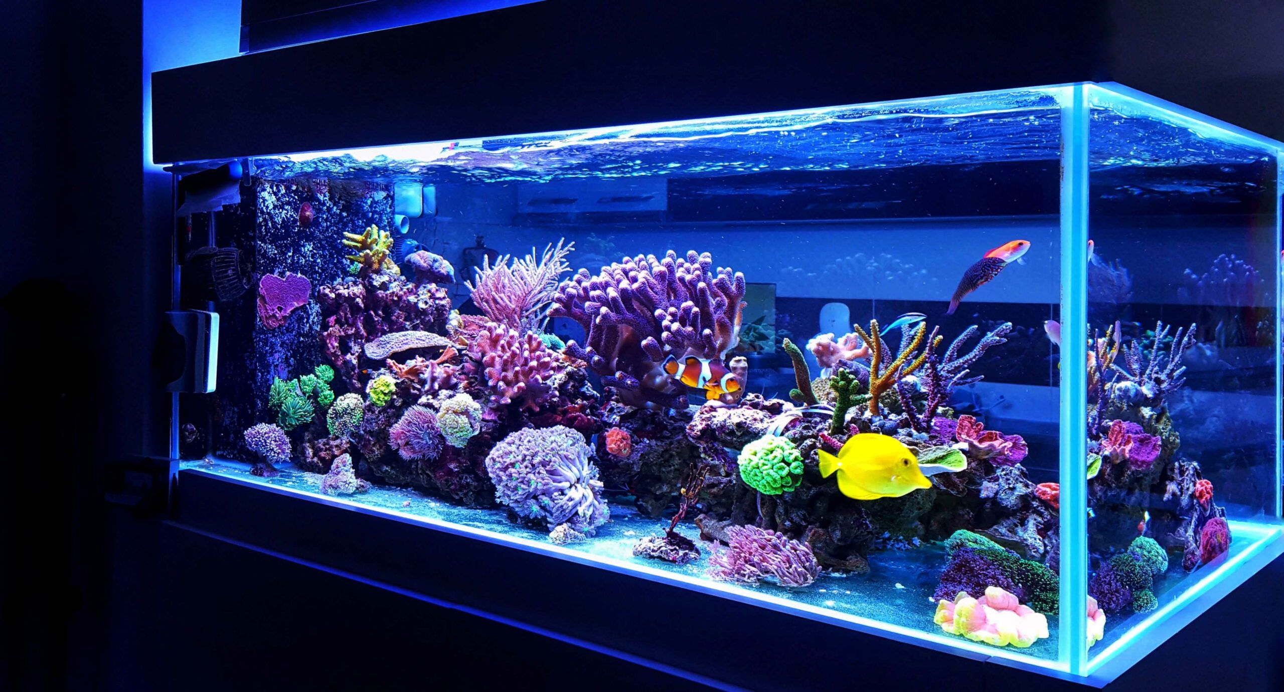 Comment brasser un aquarium d'eau de mer récifal ?