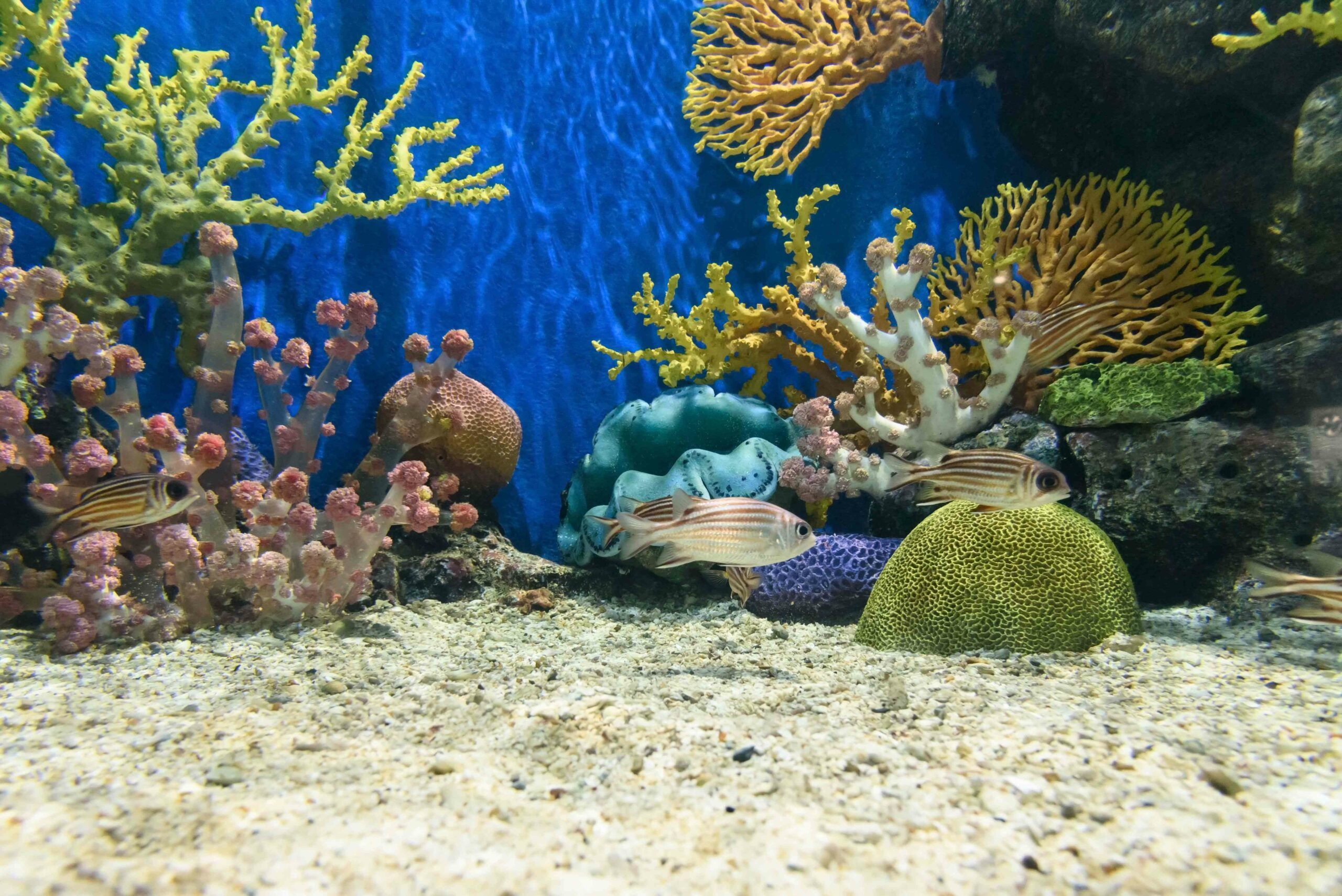 Aquarium d'eau de mer : tout savoir