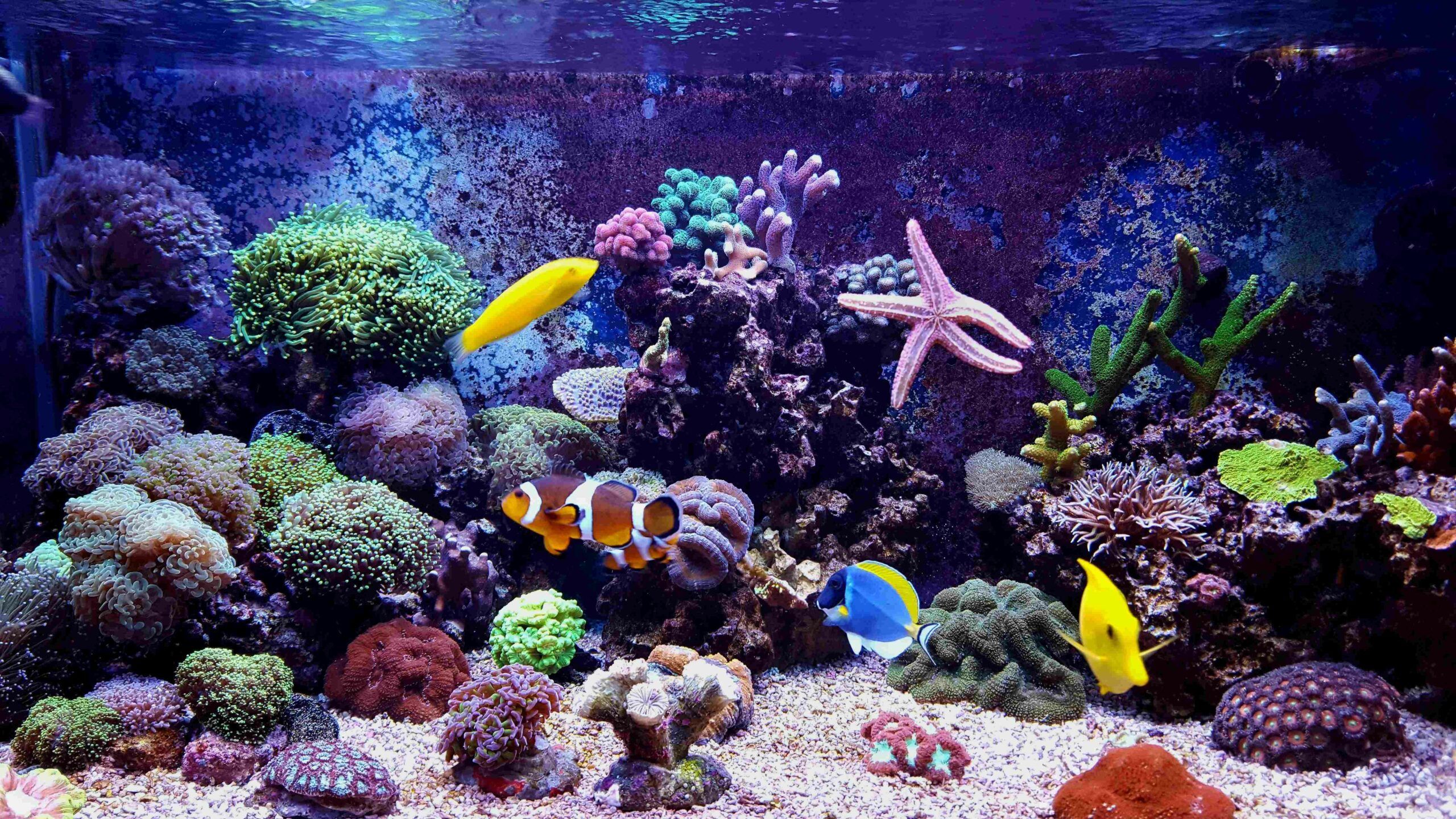 Un aquarium d'eau de mer chez un particulier