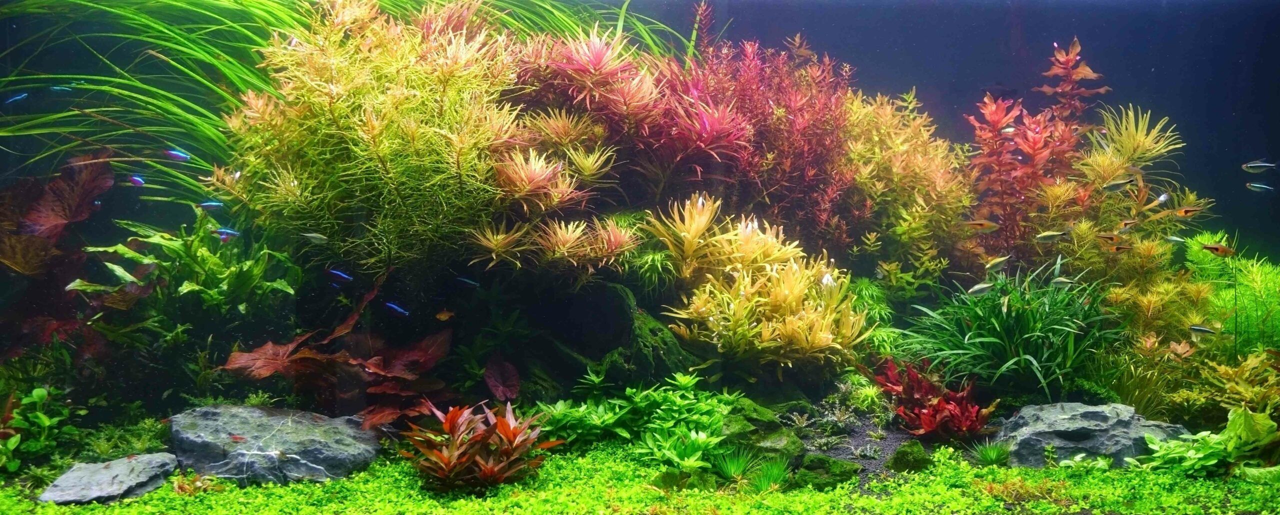 Entretenir les plantes de l'aquarium
