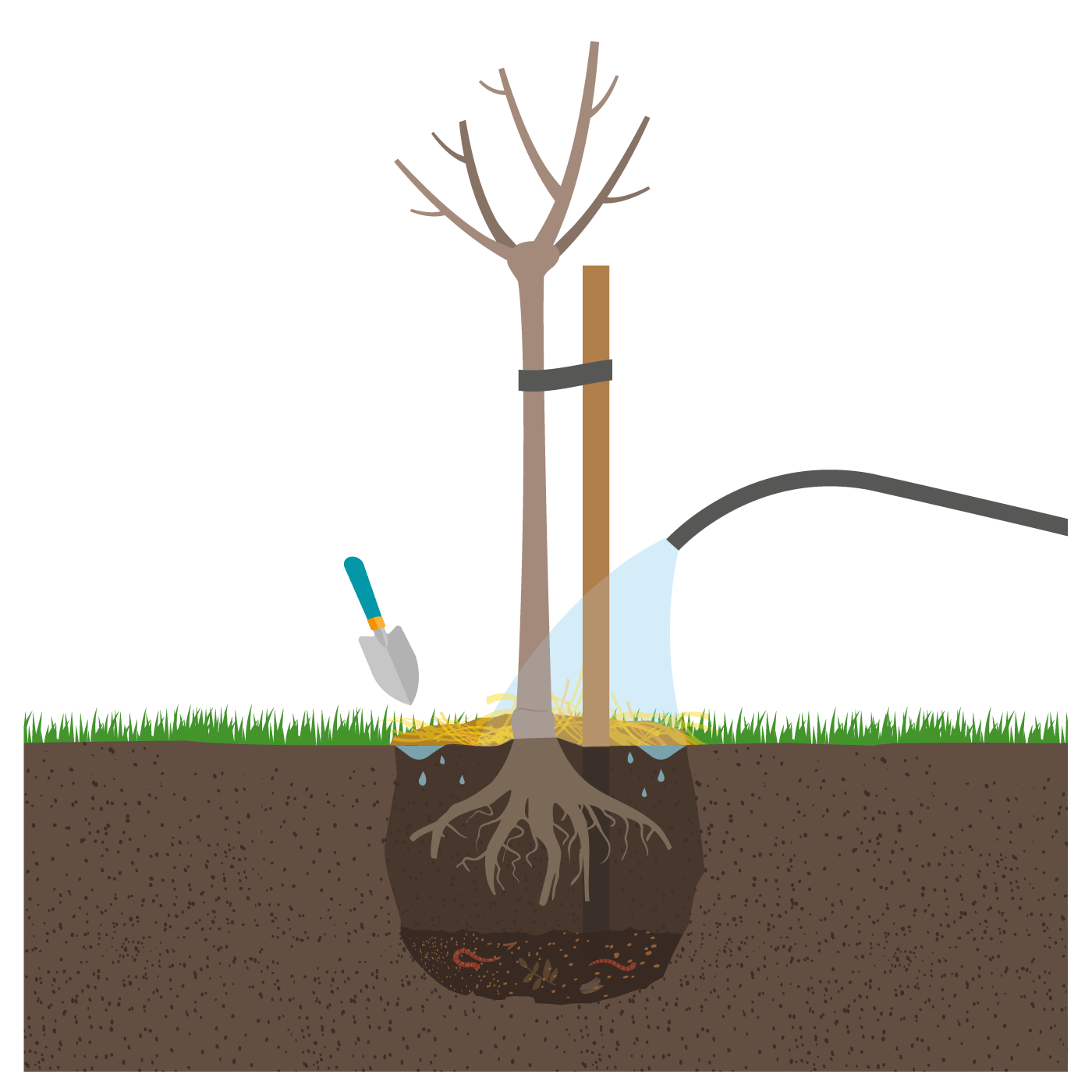 Comment planter un arbre fruitier