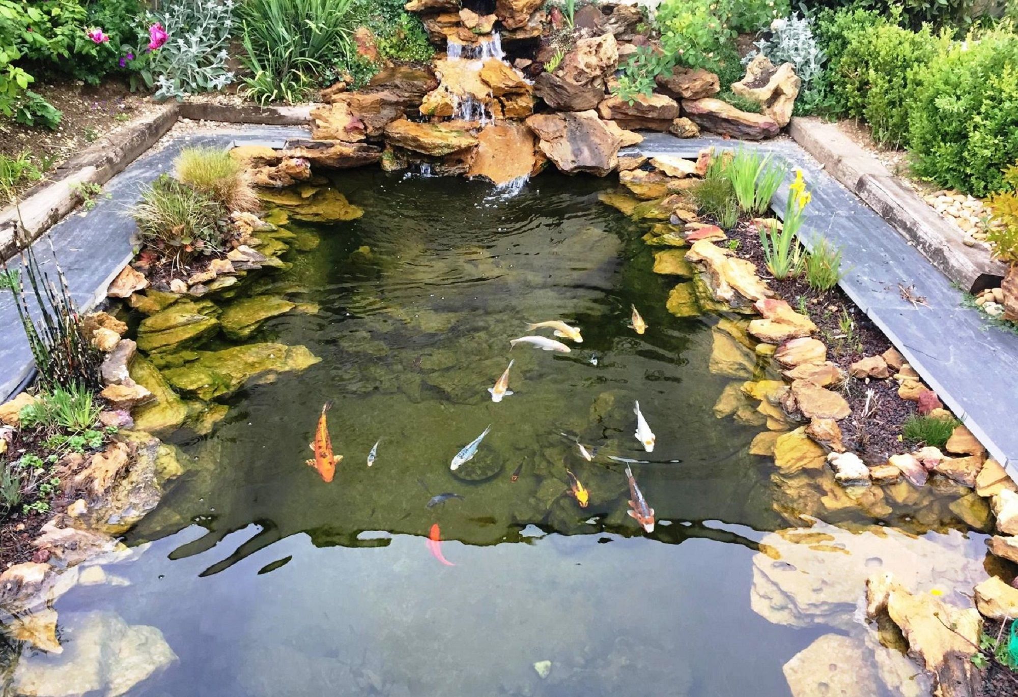Bassin de jardin : quand introduire des poissons ?